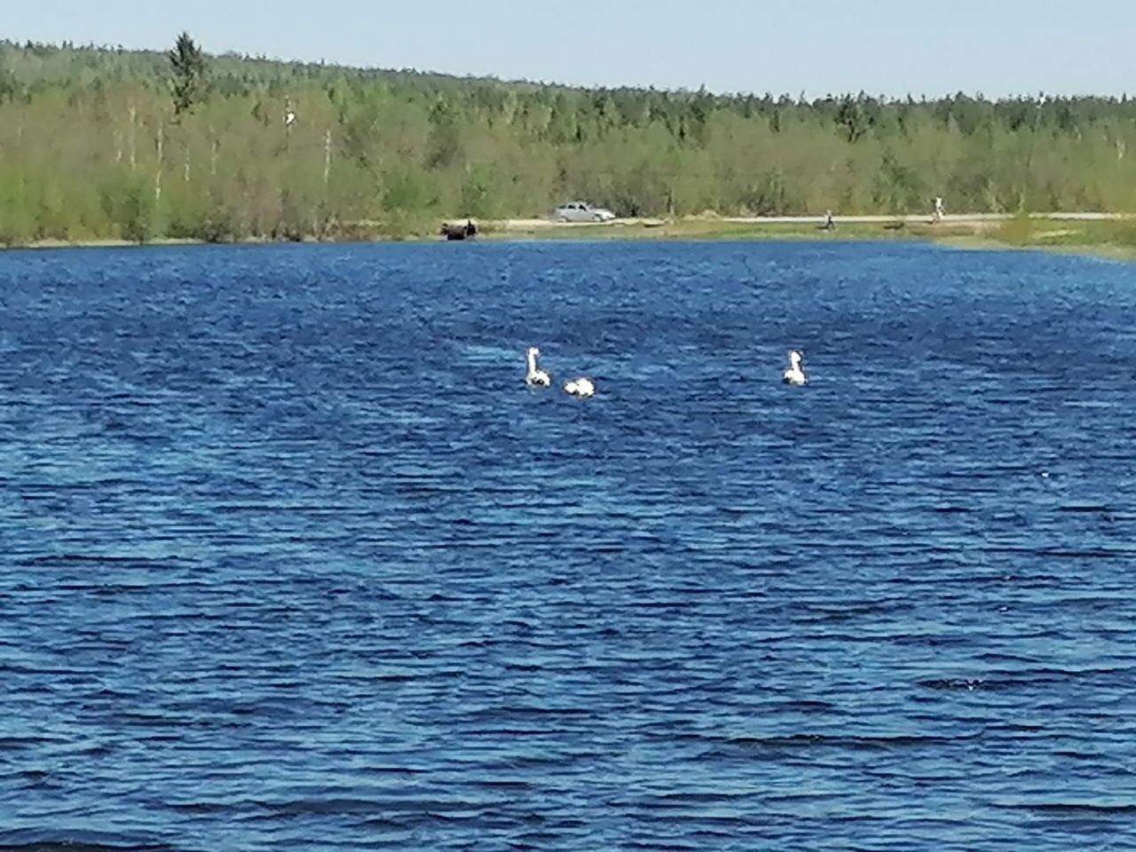 На черемуховский пруд прилетели три лебедя. Автор фото делится настроением