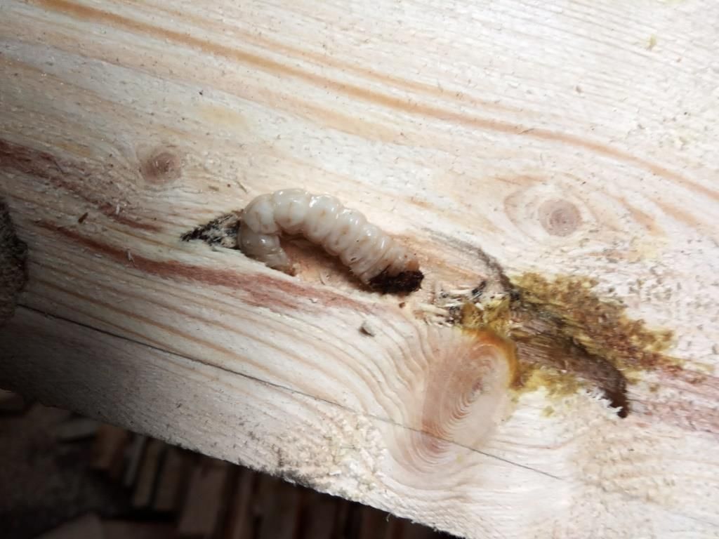 В пиломатериале из Североуральска нашли личинку вредителя древесины