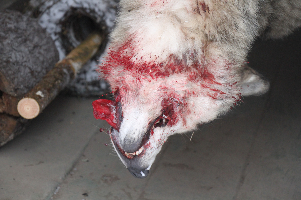 Волчица пыталась перегрызть металлический трос. Отсюда и кровь. Фото: Константин Бобылев, "Глобус".