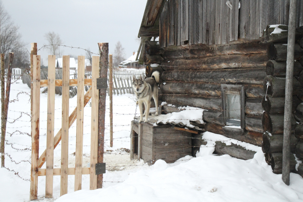 Вольер из ключей проволоки для защиты от волков. Фото: Константин Бобылев, "Глобус"