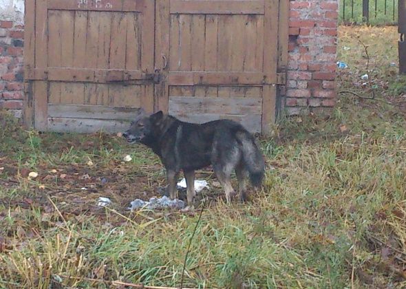 СК России возбудит уголовное дело по факту нападения бродячей собаки на жительницу Североуральска