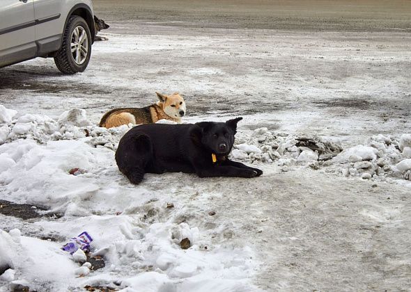 Администрация Североуральска направила заявку на отлов бродячих собак на Южном