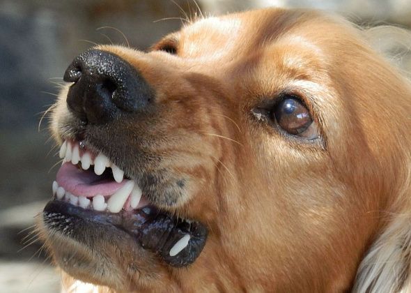 Конкурс по отлову безнадзорных собак объявят третий раз