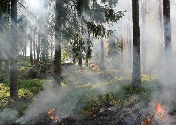 Василий Матюшенко утвердил план мероприятий по борьбе с лесными пожарами на 2021 год