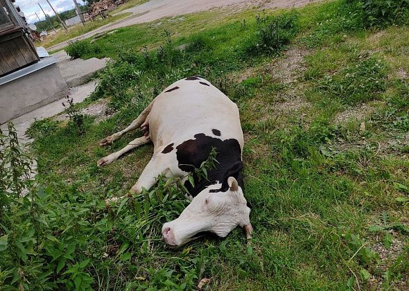 Труп коровы, которая умерла под окнами дома на Пионерской, увезли