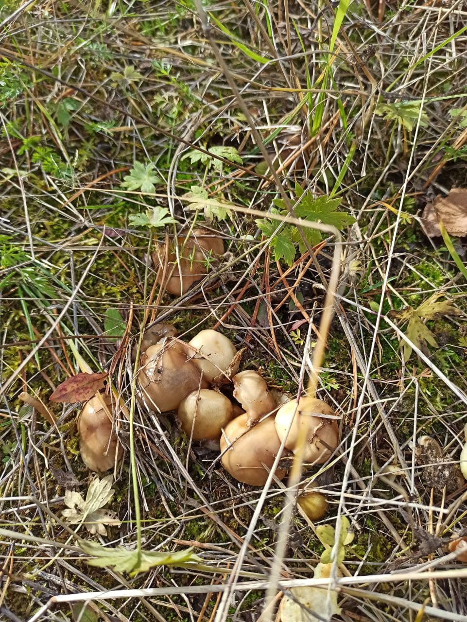 Сентябрь на исходе, а грибы в лесу еще попадаются (фотофакт)