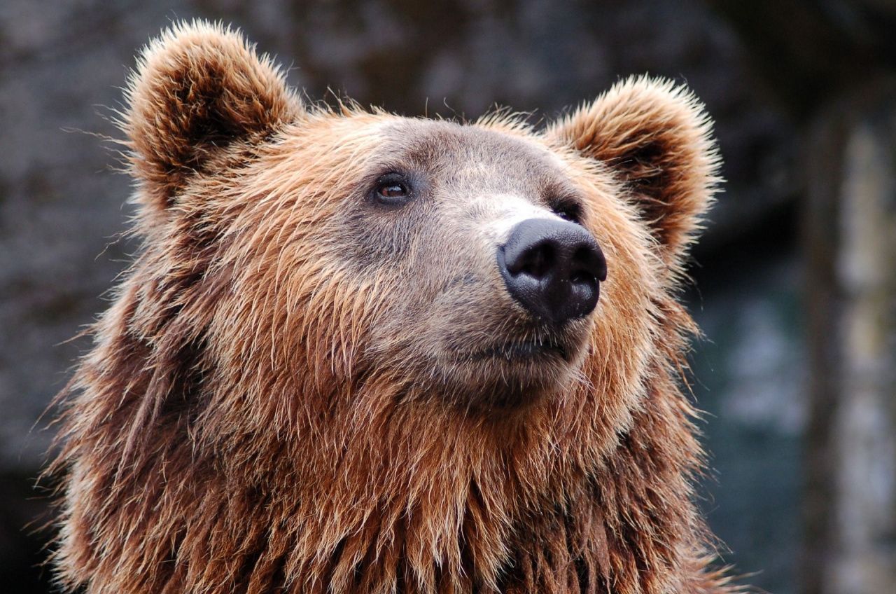 Житель Сосьвы просит североуральцев не подкармливать... медведя: "Он будет ждать, когда ему принесут покушать"