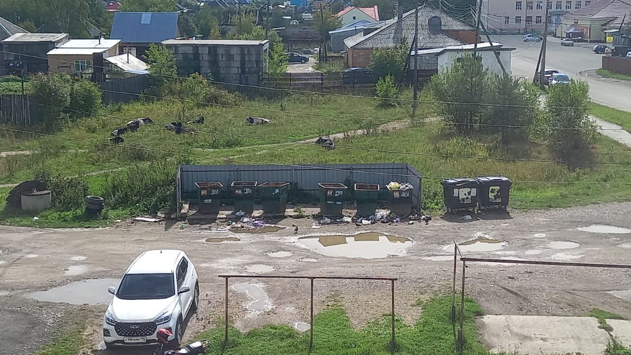 Письмо. Как привлечь хозяина бродящих по Калье коров к ответственности?