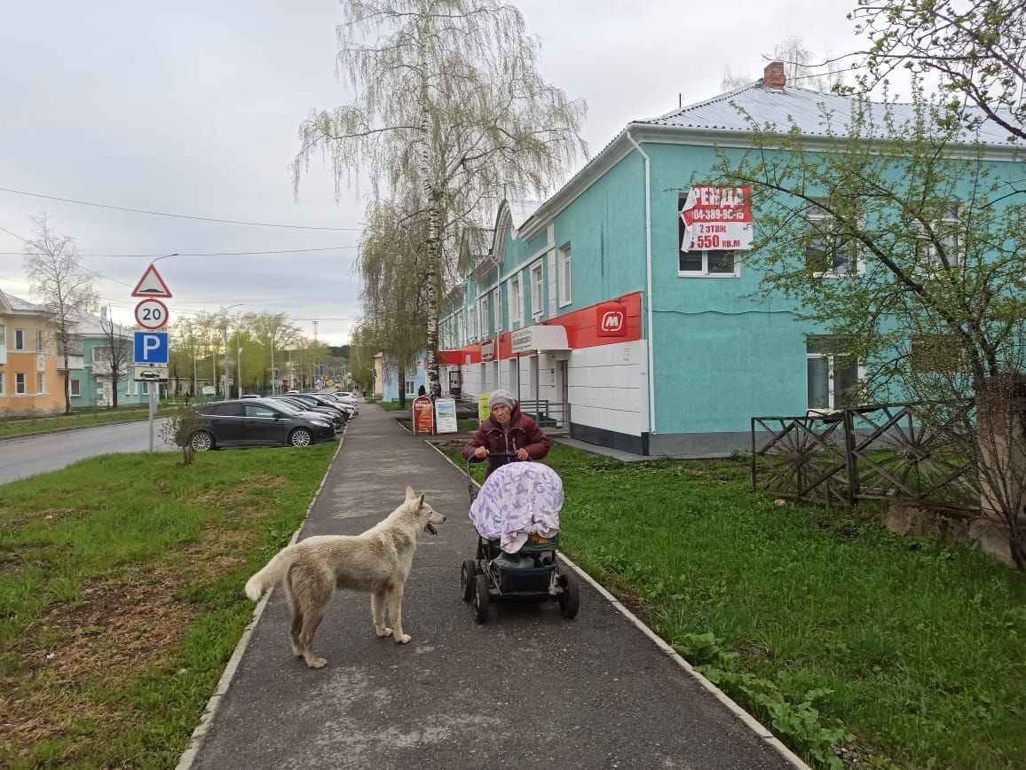 И вновь собаки Павловой. «Своего котика Кузю я успела схватить, а Мурэську  и Муську - нет. И Ириску, кошку соседки, разорвали» | Истории |  ПроСевероуральск.ру