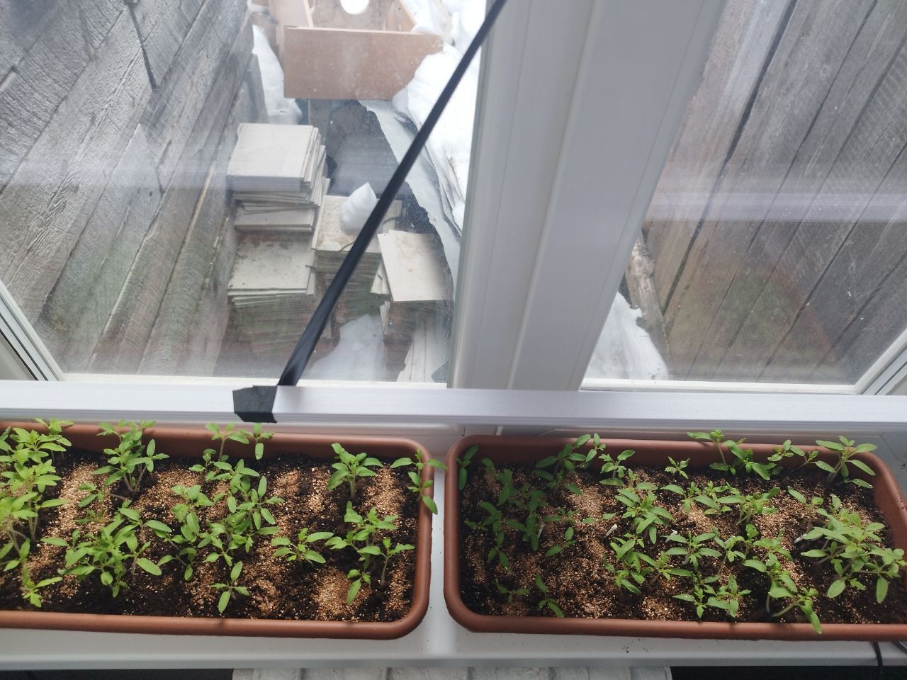 Помидоры проворонила, вытянулись. Перцы отлично растут без пикировки