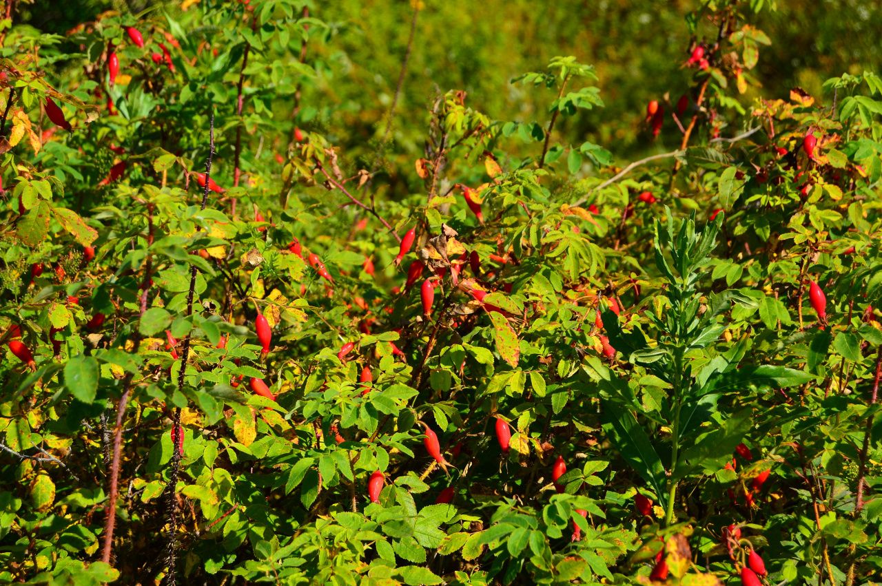 Геннадий Патрахаев: "Шиповник"