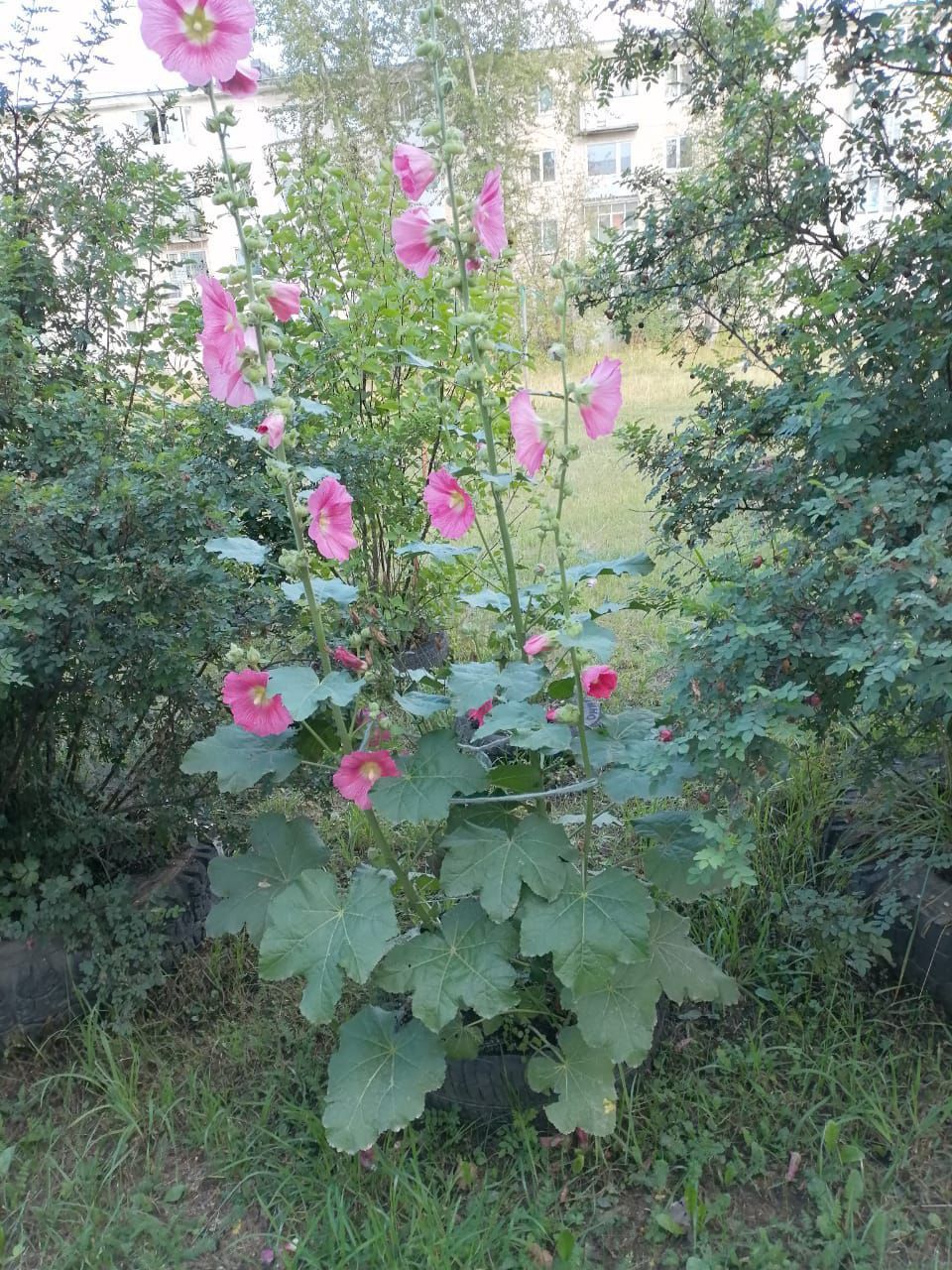 Валентина Ятченко поделилась семенами цветов - чтобы у всех было красиво