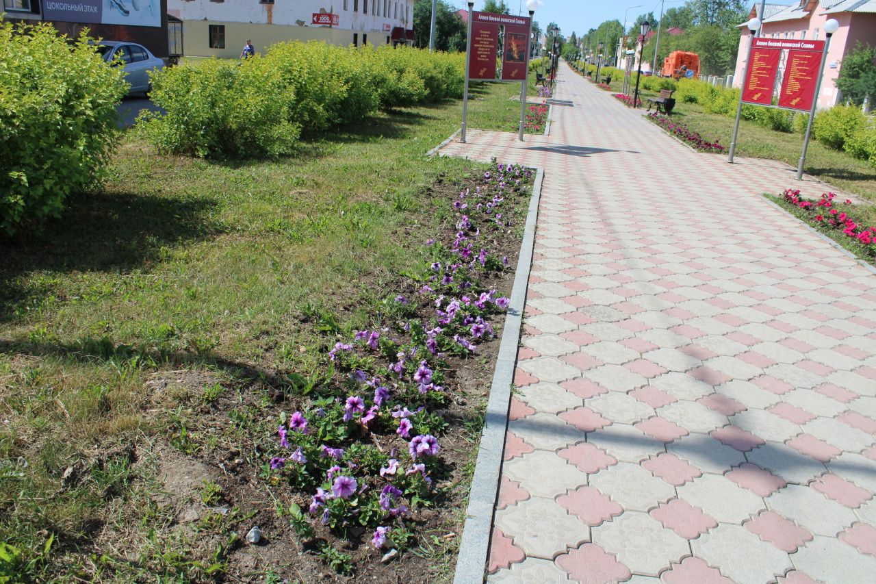 2 миллиона рублей на озеленение города, Черемухово, Кальи. Высадят тагетесы, петуньи, георгины