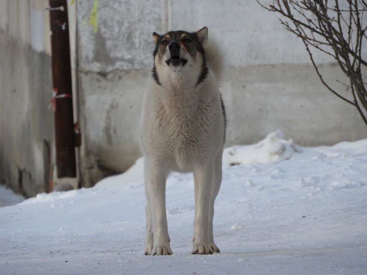 Ловец не идет к зверю. Эколог администрации рассказала, почему мэрия Североуральска “не отыграла” контракт на отлов бродячих собак
