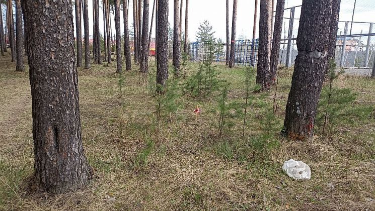 Горожанин недоволен вырубкой 40 сосен в больничном лесу: "Семь раз отмерьте и стройте"