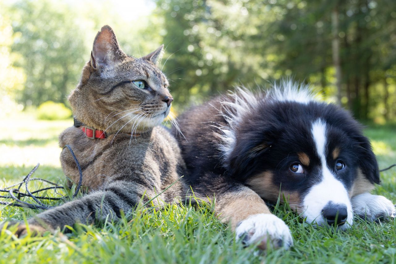 Домашняя ветеринарная аптечка: собираем необходимый минимум для владельцев животных