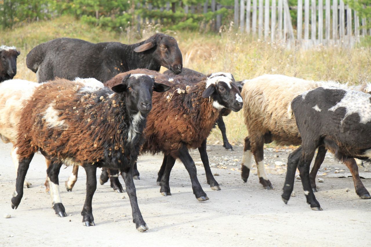 Мясо — в помойку, труд — в трубу: У горожанина собаки загрызли баранов, рассказываем, что решил суд