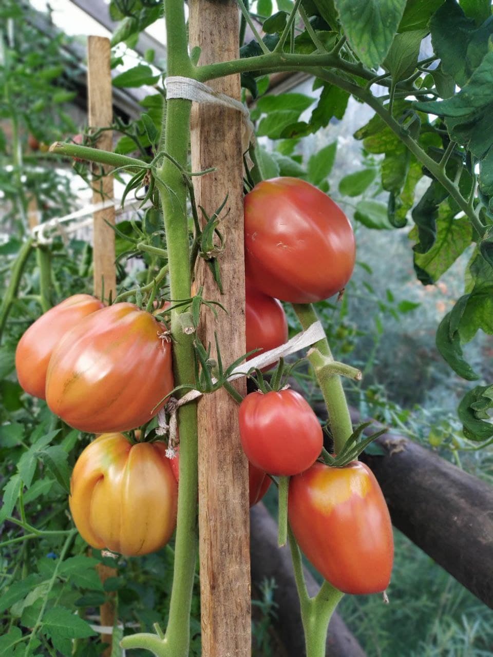 Лето выдалось отменное, народ закатывает помидоры и копает картошку в августе 