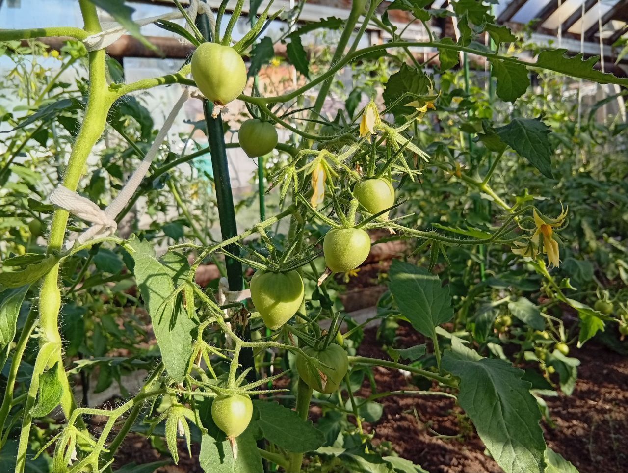 Красиво завязываются томаты Сахарная гирлянда. Первым вырос Орлиный клюв