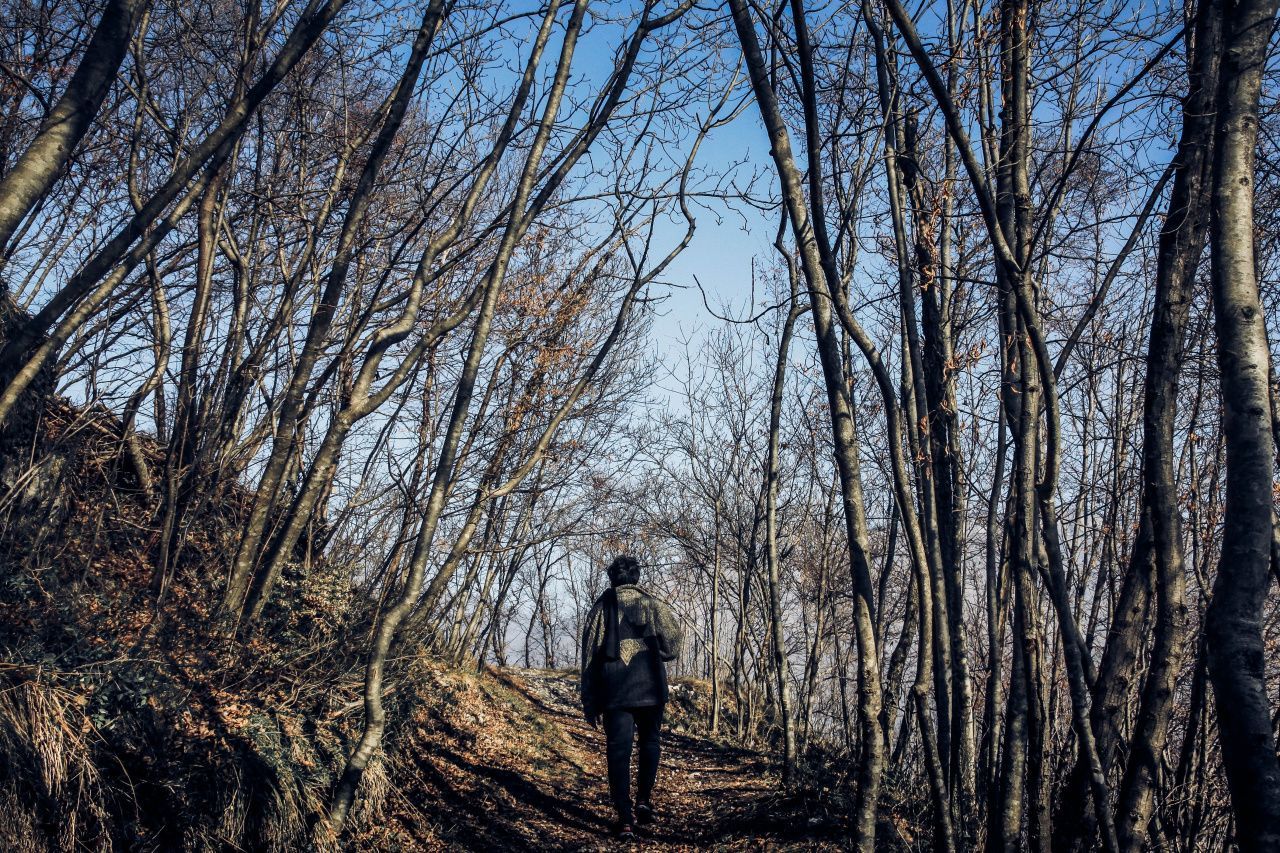 Средний лес. Байки старого леса. Стоит между деревьев. Old Forest 