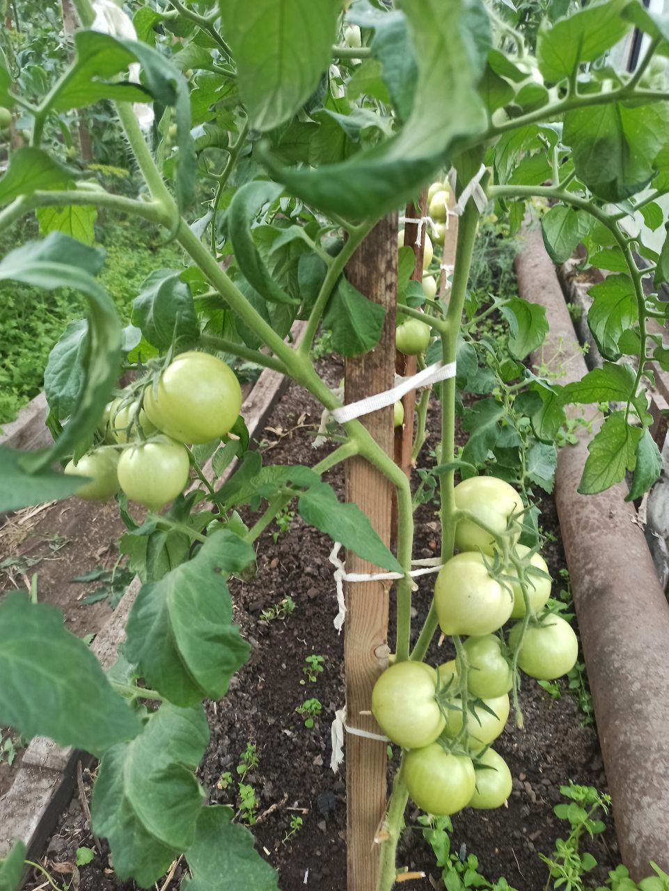 Радуют томаты “Медовые купола”, нынче посаженные впервые