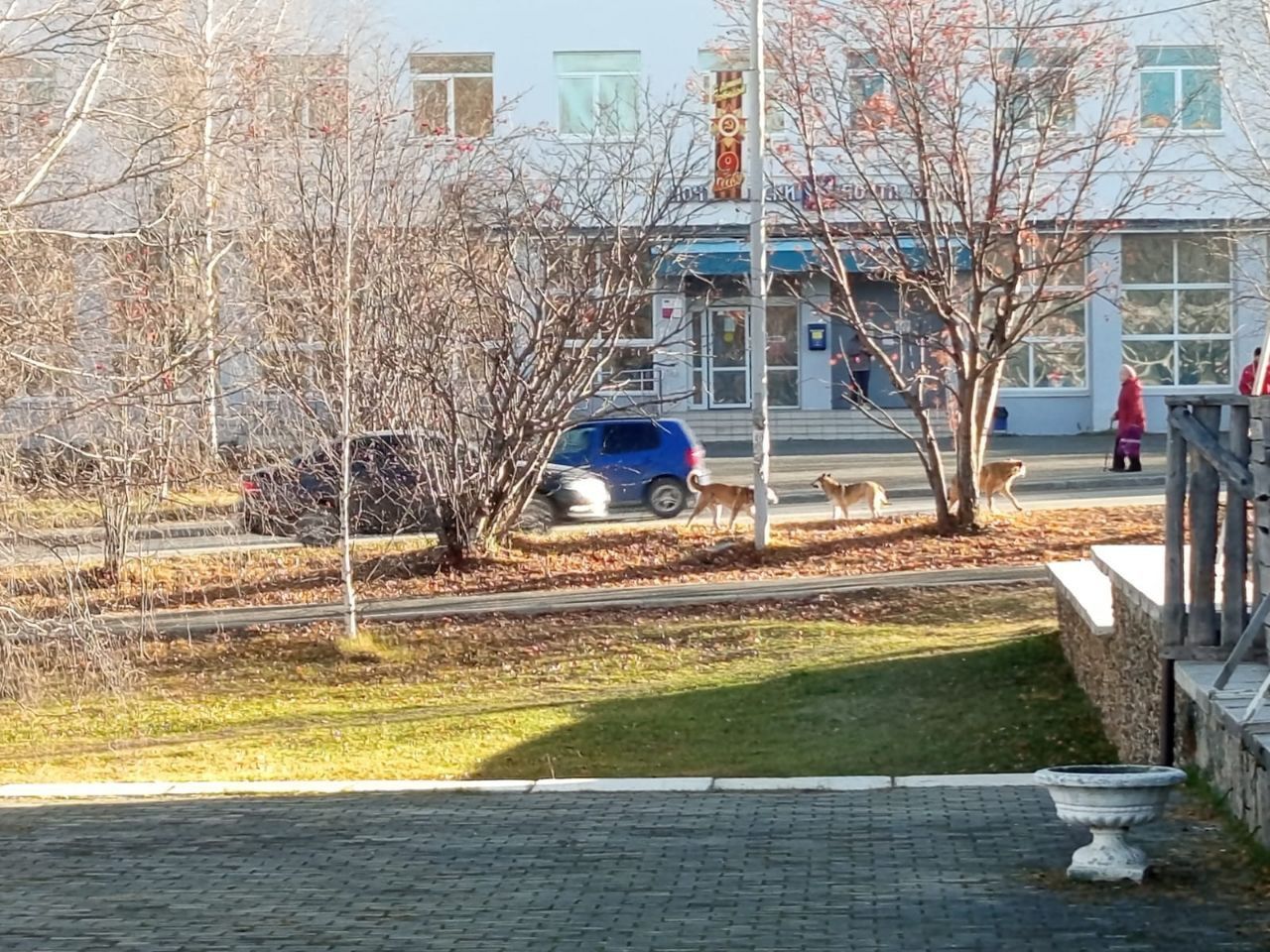 Стая бродячих собак у бассейна “Нептун” пугает детей. Родители беспокоятся за их безопасность