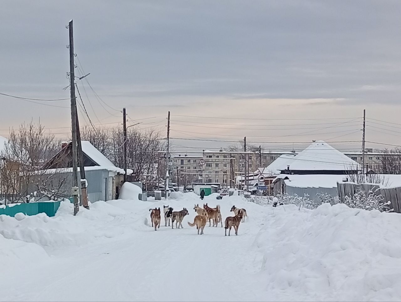 Администрация заплатит 700 тысяч рублей за отлов бездомных собак