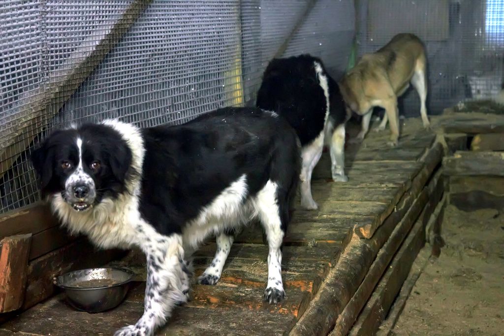 Монастырские собаки, работающие в упряжке. Фото: Вадим Аминов, "ВК - Медиа"