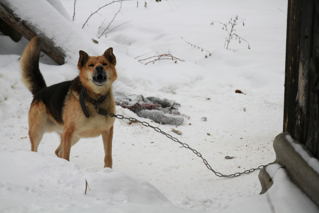 Они приходят тихо… Серовские поселки обложили волки. Съели уже около 20  собак. Люди боятся за жизнь | Истории | ПроСевероуральск.ру