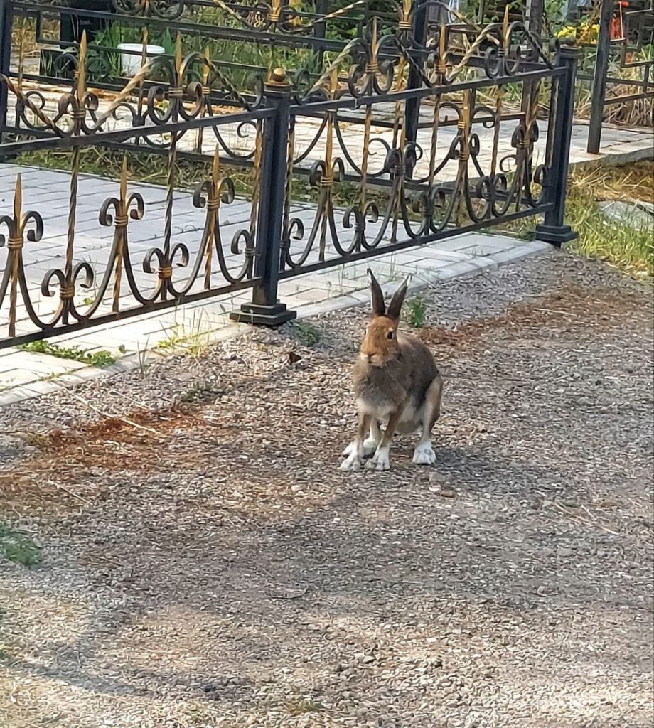 Летом на кладбище и зайца можно повстречать. Сначала длинноухий не напугался людей, но после «фотопозирования» сразу убежал в ближайший лес. Фото предоставлено Еленой, активным читателем «Глобуса», специально для этой статьи