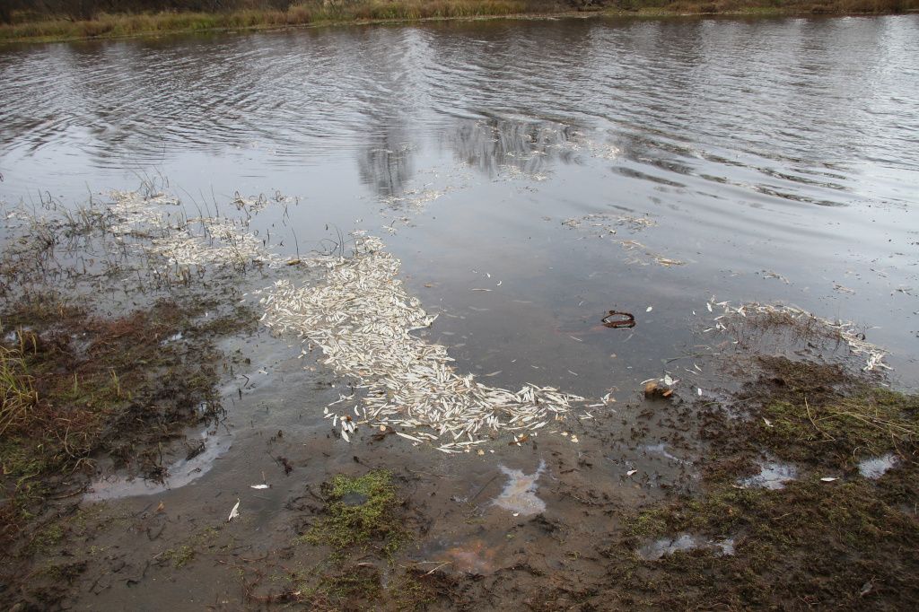 Мертвая рыба в реке Сосьва. Фото: Константин Бобылев, "Глобус"