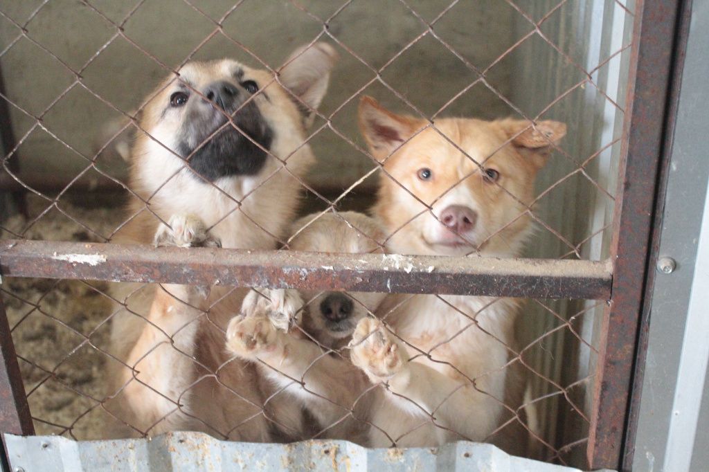 В Североуральске нет приюта для содержания безнадзорных собак. Фото: Константин Бобылев, "Глобус"