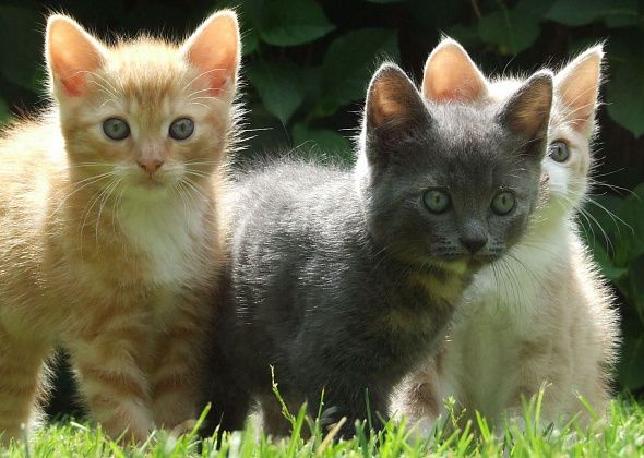 8 августа — День кошек, или Истории о «святом» Матвее и живучей Торпеде