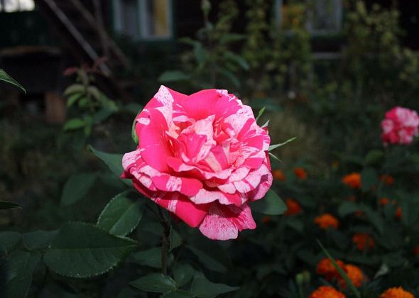 Глава собирает заявки от руководителей УК. Кому розы, кому места «раскопок» откорректировать