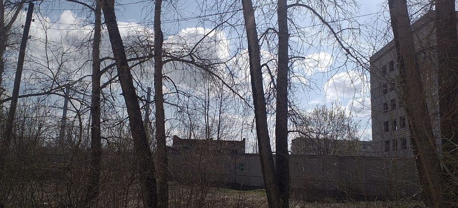 Сотрудники “инфекции” просят помочь спилить старые тополя