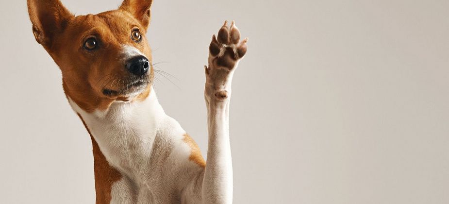 637 тысяч рублей - на мероприятия по обращению с животными без владельцев