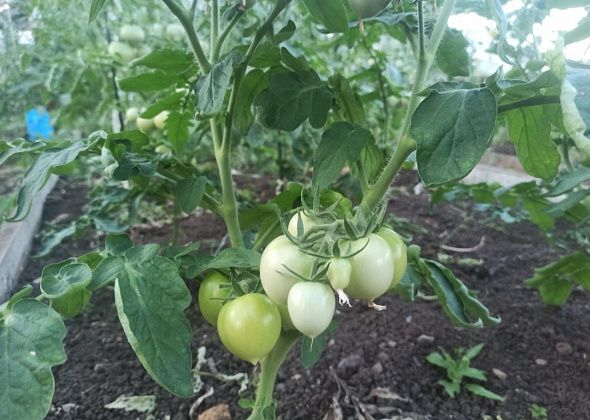 Многие дачники жалуются - завязи томатов сохнут, плоды мелкие. А у вас как?