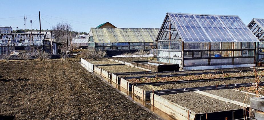 Садоводы пожаловались: «Три недели нет воды. Будущий урожай жалко»