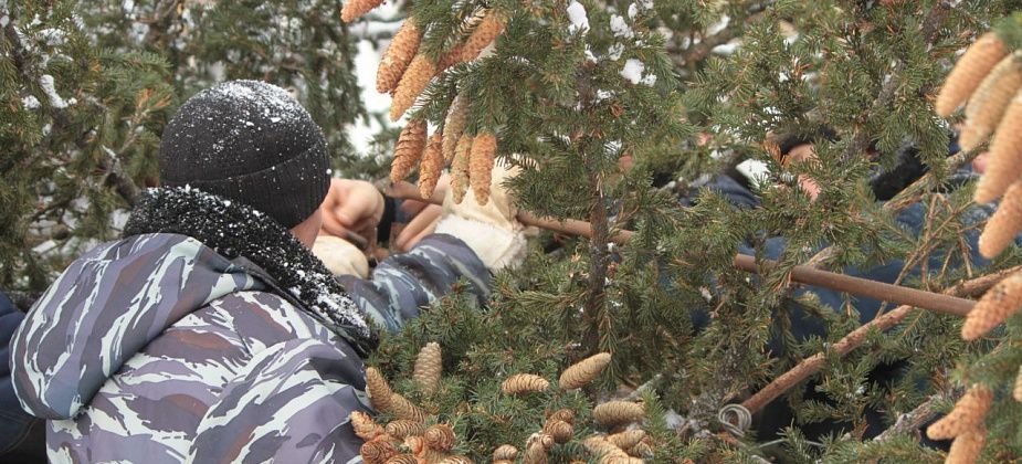 За вырубку живой елочки нужно заплатить и рубить ее где попало нельзя