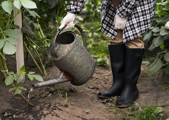 Поливочный сезон в Североуральске с 1 или с 15 мая?