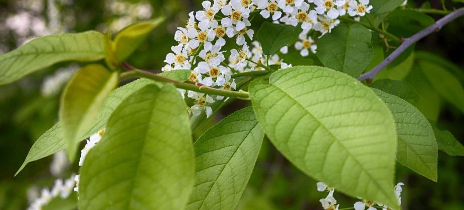 Черемуха цветет, но все равно будет жарко. Похолодает только на следующей неделе