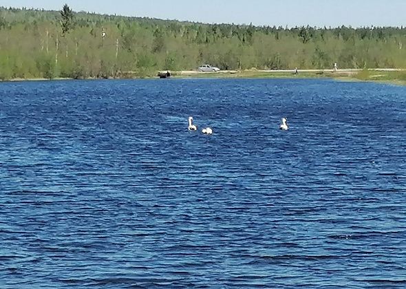 На черемуховский пруд прилетели три лебедя. Автор фото делится настроением