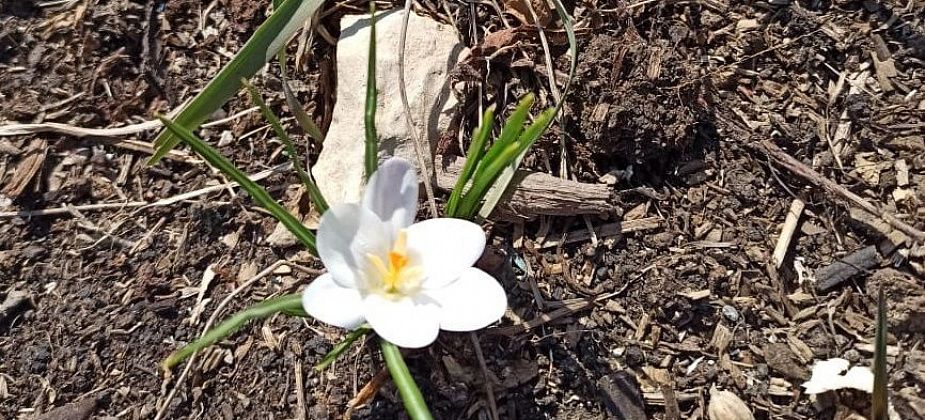 Мир, май и труд… на даче. А еще отдых и свежий воздух