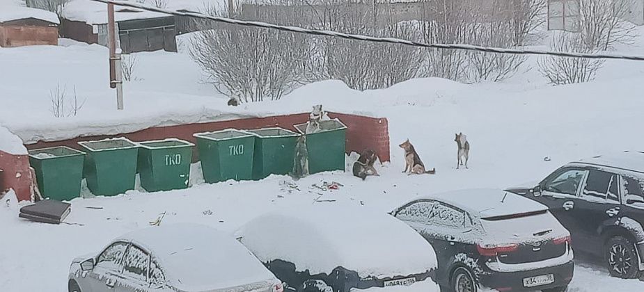 Кальинец Валерий Костин делится мыслями, навеянными видом из окна. А там - помойка и собачьи свадьбы