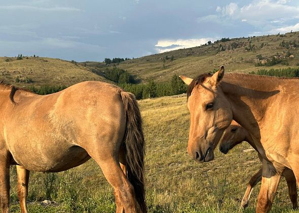Валерий Костин. Притча “Жизнь длинна лишь на бумаге”