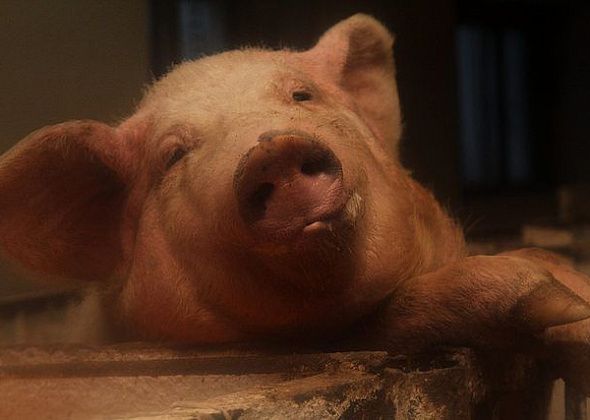 Администрация предупреждает: одна заболевшая африканской чумой свинья убивает все поголовье