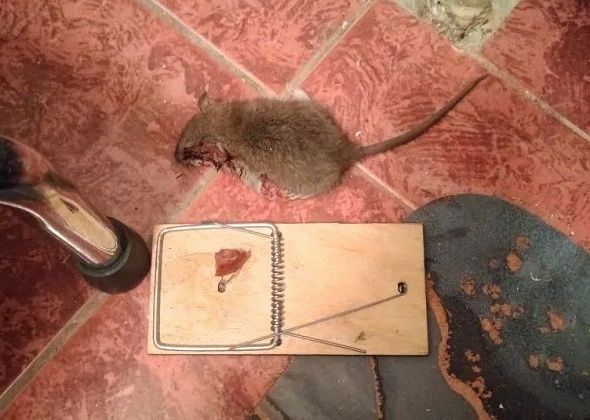 На первом этаже четырехэтажки в Калье завелись крысы. Месяц “Союз” на жалобы не  реагирует