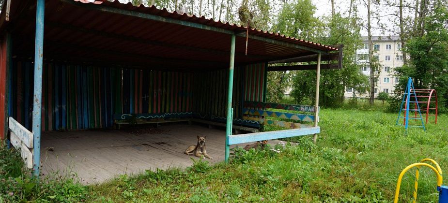 Администрация заплатит 360 тысяч рублей на услуги по обращению с бездомными собаками