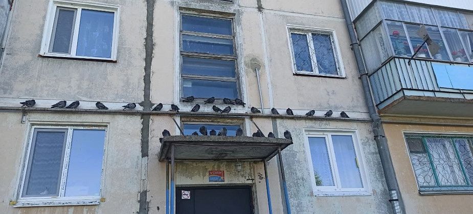 Новые жильцы две недели назад окна поставили, голуби уже все обгадили
