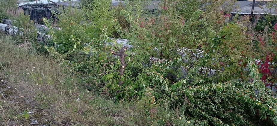 На перроне вокзала рубят яблони и черемухи - говорят, так положено